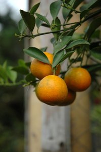 Young citrus trees require pruning to train them.