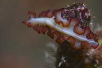 Flatworms are often canine parasites, but they can infest humans too.