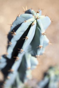 Cactus spines protect the plant from animals and dehydration.