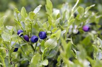 Blueberries are picky plants that require specific cultural conditions to thrive.