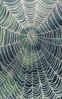 A realistic-looking spider web should have the geometric lines of a real web.
