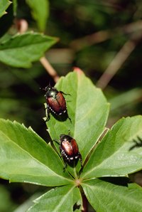 Japanese beetles are an extremely destructive species.