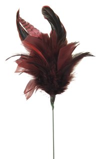 Procure feathers from a feather duster.