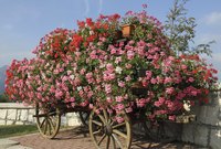 Geraniums need lots of fertilizer.