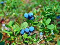 Blueberry bushes can live 50 years or more.