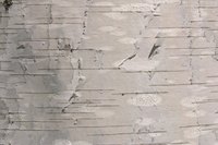 Make decorative items from pieces of birch bark.