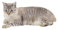 House Cat