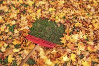 Leaving fallen leaves on the lawn can kill the grass.