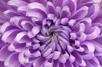 Homecoming mums and garters resemble chrysanthemums, which typically bloom during the fall.