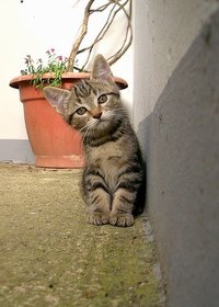 Is your kitten too embarrassed to show its tail?