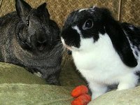 Some rabbits' ears go down.