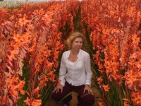 Flowers are cultivated for their beauty and scent.