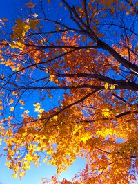 Tulip tree foliage turns golden yellow in autumn.
