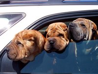 Three dogs in a car
