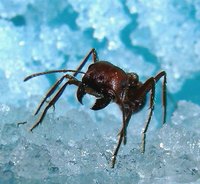 Choose dog-safe ant control products.
