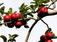 Apples on a tree