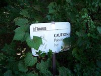 Poison ivy causes a red, itchy rash.