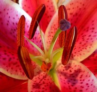 Stargazer lilies often have red and pink bursts of color, dark dots and white trim.