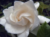 Gardenias are a fragrant addition to your garden.