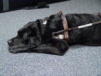 Guide dogs are allowed to fly the friendly skies.