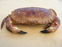 Crabs contain several different grades of meat.