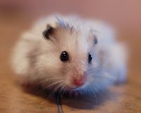Hamster