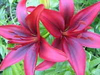 Lilies add a burst of color to the garden.
