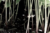 Soil effects