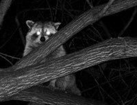 Rabies