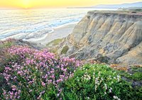 Flowers decorate a beach landscape.