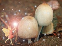 Mushrooms growing in circles were thought to be caused by fairies.