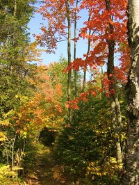 Forests are managed for their resources.