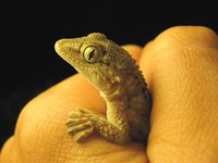 Lizards can make ideal pets.
