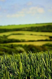 Agriculture is a Major Cause of Algal Blooms