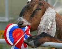 Spoiled goat's milk has a distinctive smell.