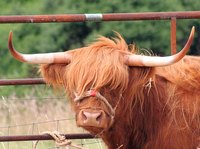 Cow manure provides environmental benefits and risks