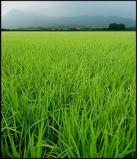 Rice Field