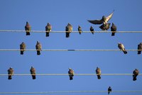 Without insulation, these pigeons could not safely sit on electrical wires.