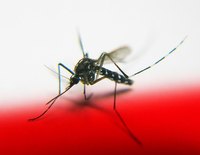 Mosquitoes transmit malaria.