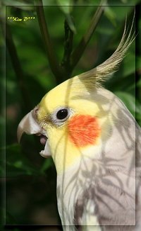 Cockatiels sometimes develop unexplained eye problems.