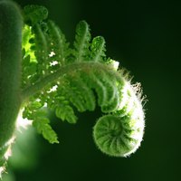 A healthy plant leaf.