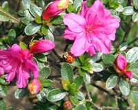 Azalea flowers in bloom.