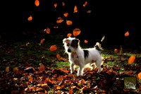 Cancer can be a devastating diagnosis for any dog owner to hear.