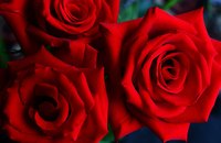 Red roses are a florist's best-seller.