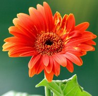 Gerbera daisies come in a wide range of colors.