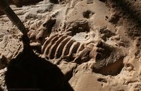 This skeleton is now made up of fossil stone.