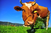 Cows are the source of bovine collagen.