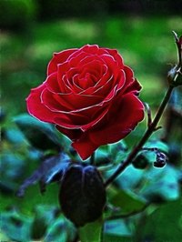 The blood red rose, symbolism of love, passion, and devotion.