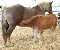 Tall fescue grass can be toxic to broodmares and foals.