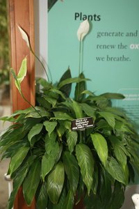 Peace Lily